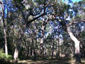 angophora cathedral